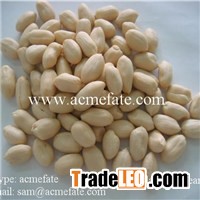 New crop blanched peanut kernels with best price