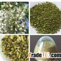 Rutin,Sophora Japonica Extract,Rutoside