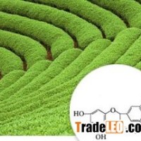 Green Tea Extract/Green Tea P.E