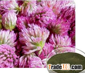 Red Clover /Trifolium pratense L.