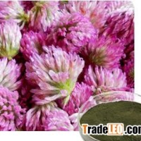 Red Clover /Trifolium pratense L.