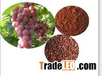 Factory supply 100% natural Grape Seed P.E/Vitis vinifera L.