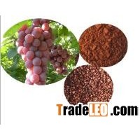 Factory supply 100% natural Grape Seed P.E/Vitis vinifera L.